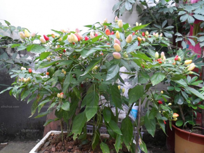 点击大图看下一张：五色椒图片