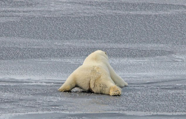 点击大图看下一张：北极熊借腹部滑过薄冰