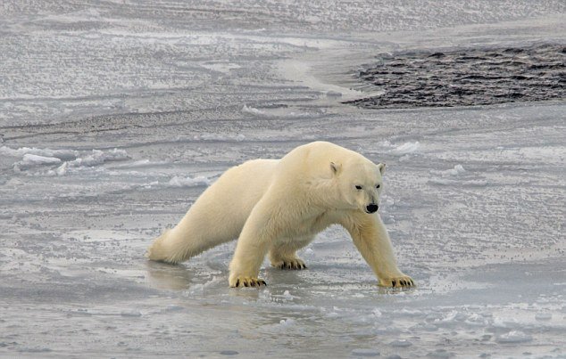 点击大图看下一张：北极熊借腹部滑过薄冰