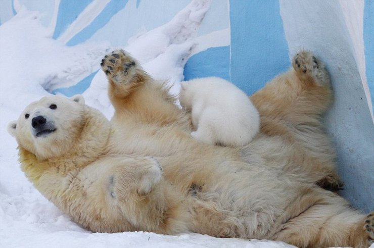 点击大图看下一张：北极熊母子雪中嬉戏
