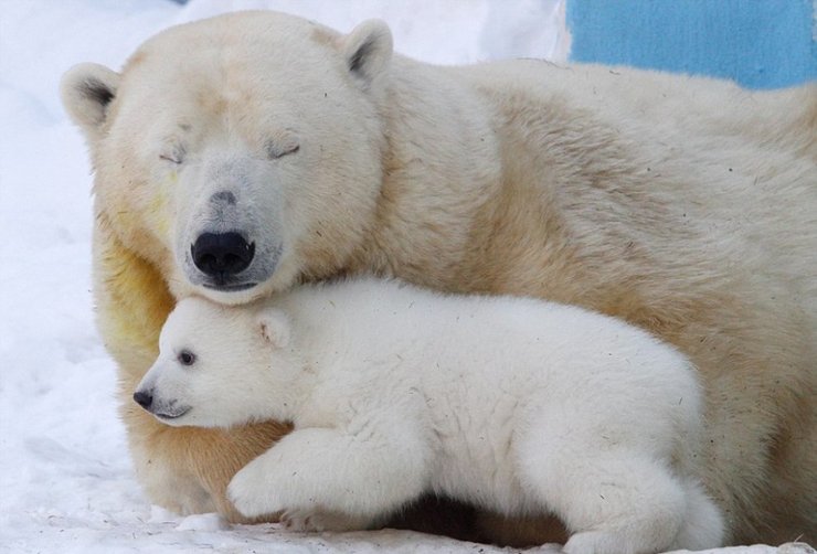 点击大图看下一张：北极熊母子雪中嬉戏