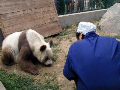 点击大图看下一张：罕见棕白色大熊猫