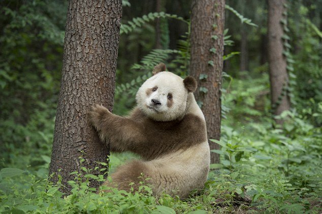 点击大图看下一张：罕见棕白色大熊猫