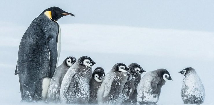 点击大图看下一张：南极帝企鹅宝宝抵御暴风雪