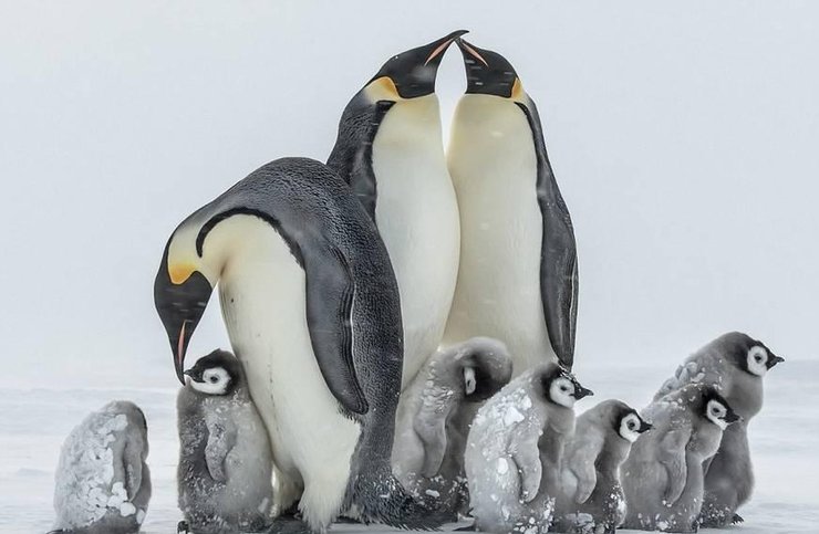 点击大图看下一张：南极帝企鹅宝宝抵御暴风雪