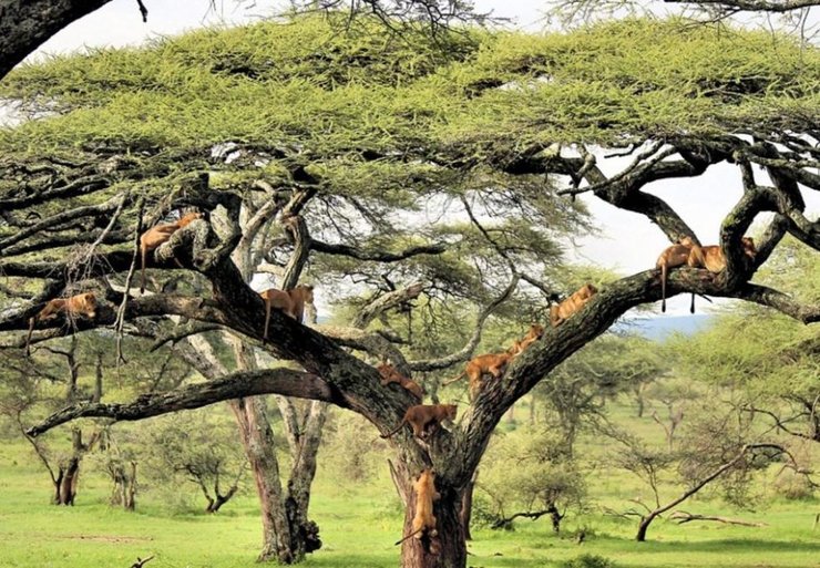点击大图看下一张：狮子扎堆树上小憩