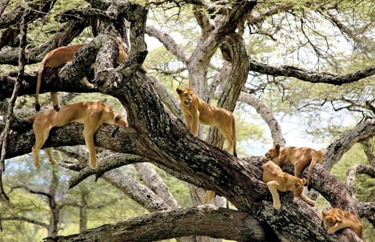 点击大图看下一张：狮子扎堆树上小憩