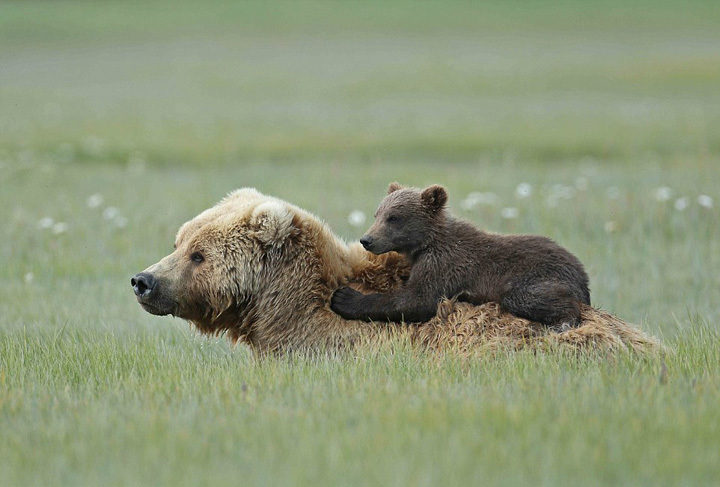 点击大图看下一张：熊妈妈肩扛熊崽暖心瞬间