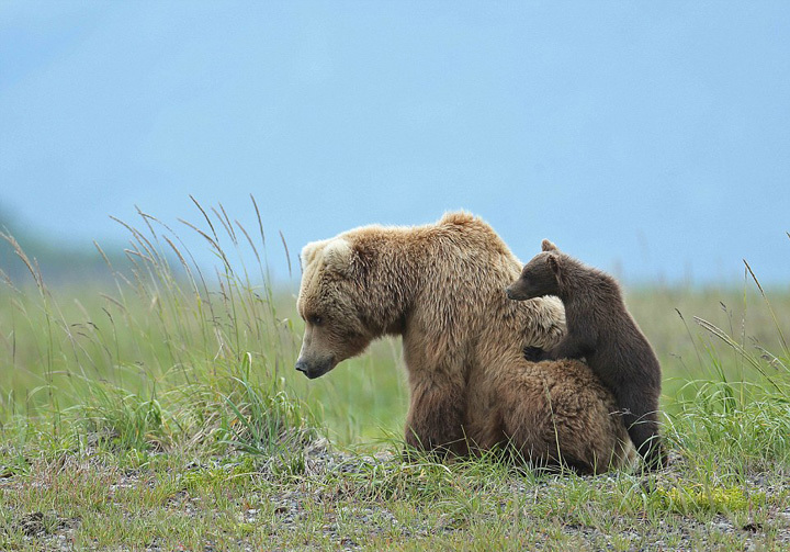 点击大图看下一张：熊妈妈肩扛熊崽暖心瞬间