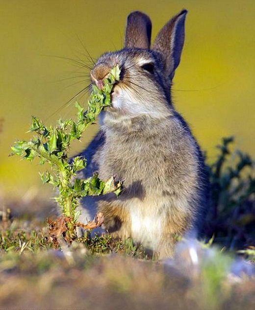点击大图看下一张：一只野兔吃到带刺的草后