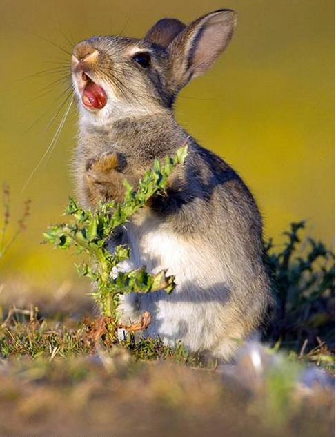 点击大图看下一张：一只野兔吃到带刺的草后