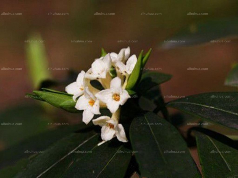 点击大图看下一张：毛瑞香图片