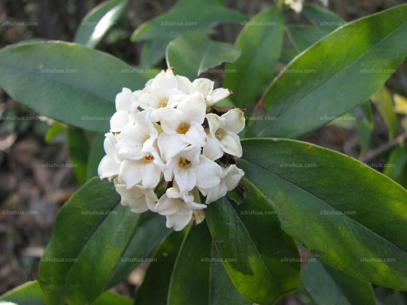 点击大图看下一张：毛瑞香图片