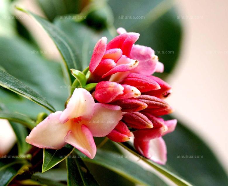 点击大图看下一张：毛瑞香图片