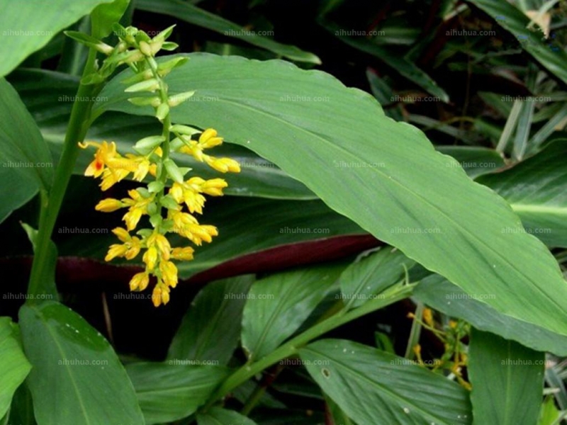 点击大图看下一张：双翅舞花姜图片