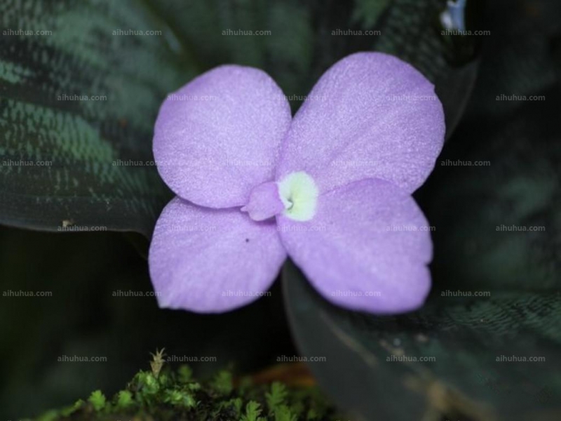 点击大图看下一张：紫花山柰图片