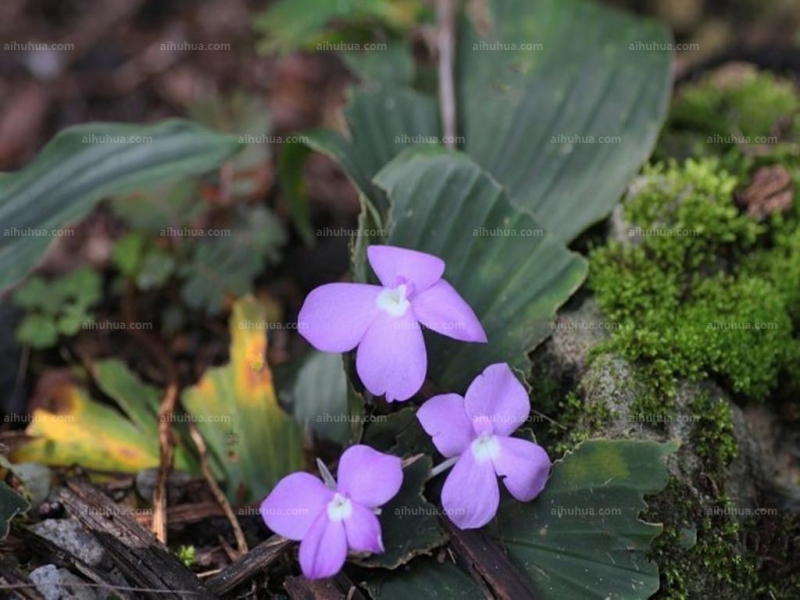点击大图看下一张：紫花山柰图片