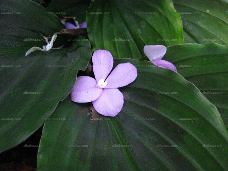 点击大图看下一张：紫花山柰图片