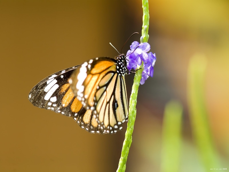 点击大图看下一张：大自然的蝴蝶图片