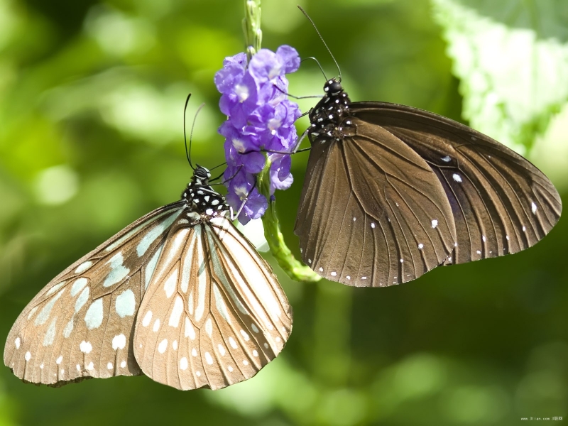 点击大图看下一张：大自然的蝴蝶图片