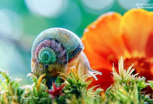 点击大图看下一张：蜗牛图片
