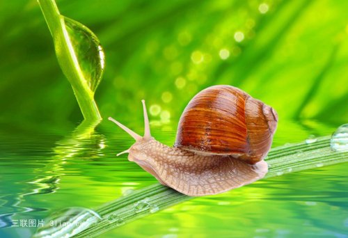 点击大图看下一张：蜗牛图片