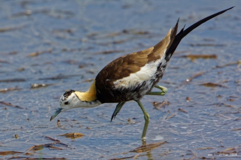 点击大图看下一张：野生动物水雉图片