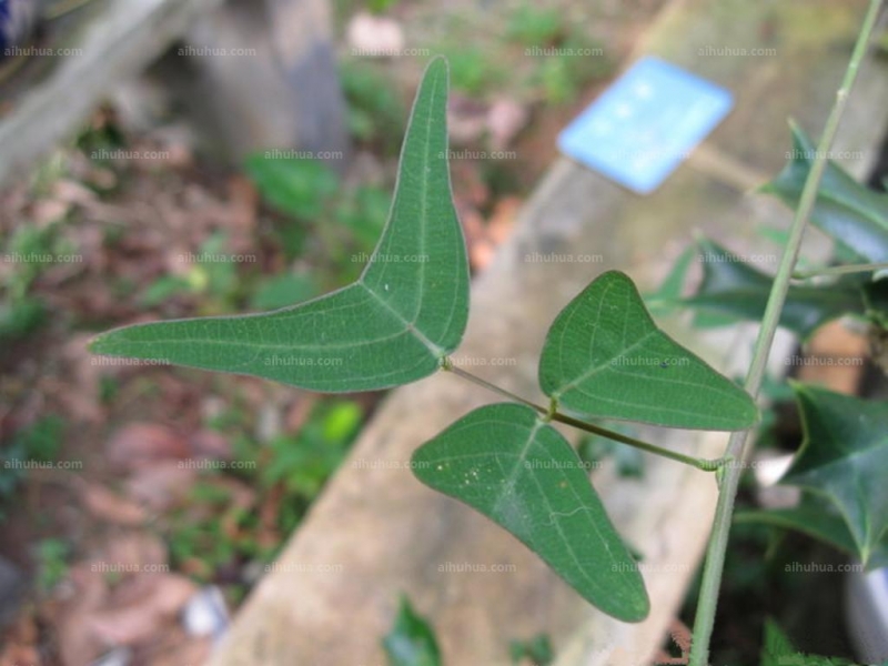 点击大图看下一张：蝙蝠草图片