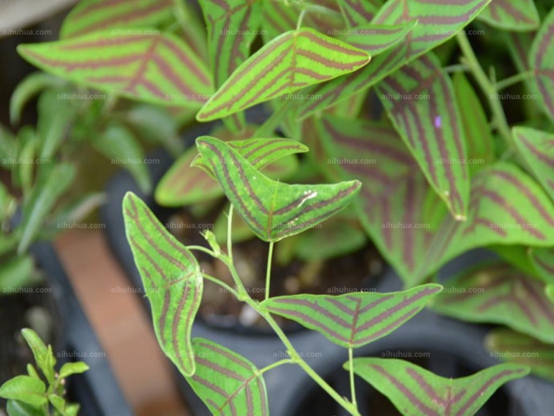 点击大图看下一张：蝙蝠草图片