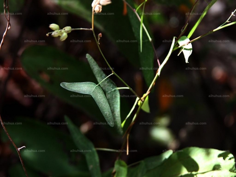 点击大图看下一张：蝙蝠草图片