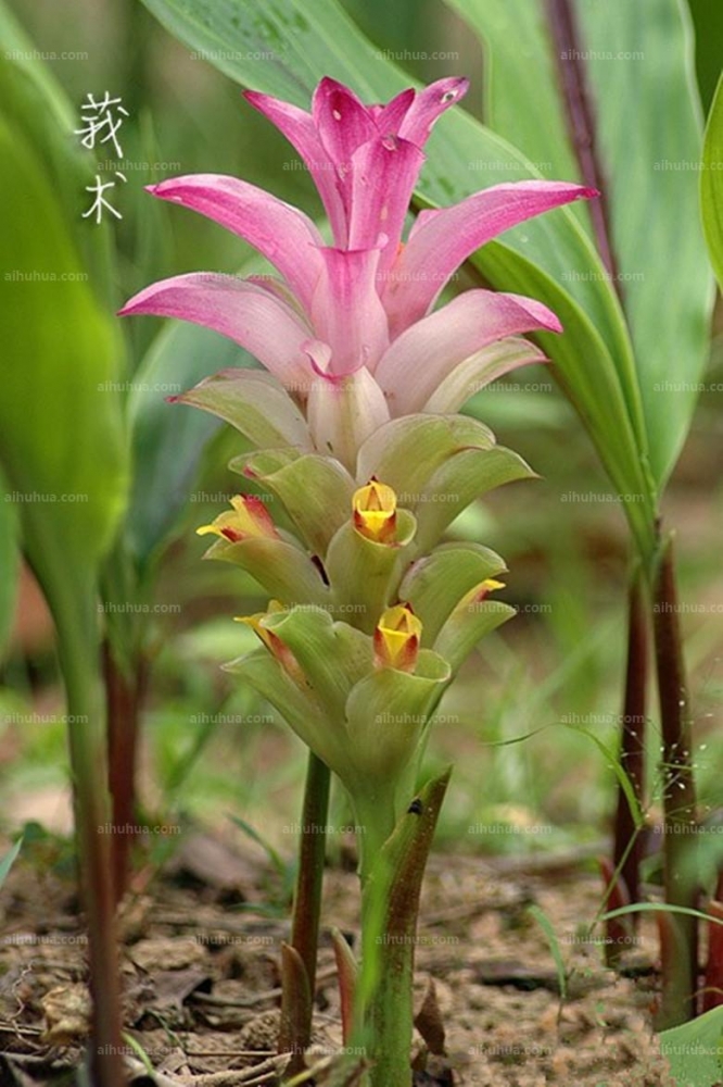 点击大图看下一张：莪术图片