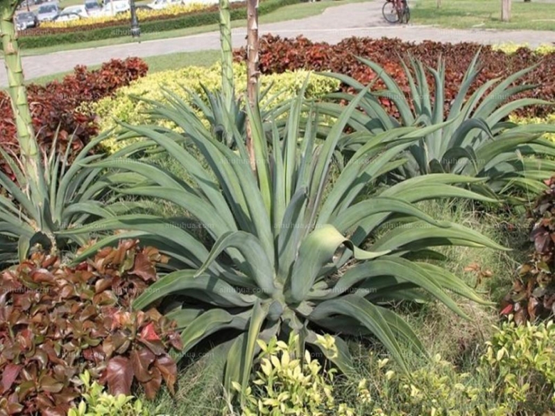 点击大图看下一张：皇冠龙舌兰图片