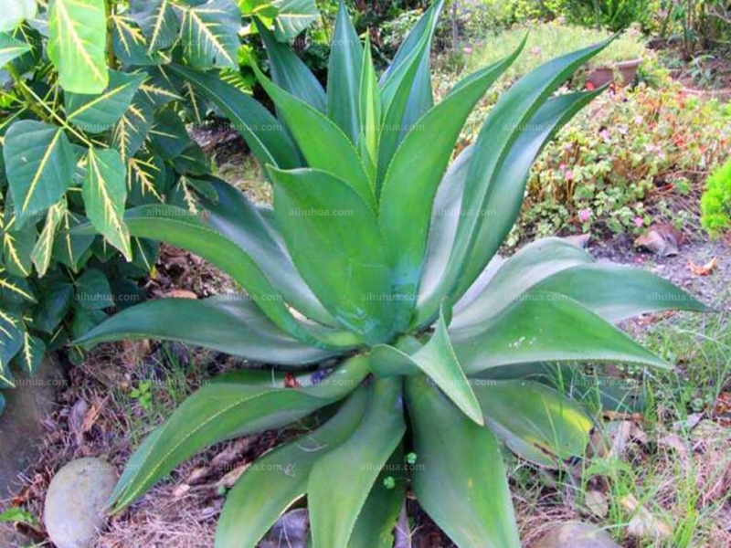 点击大图看下一张：皇冠龙舌兰图片