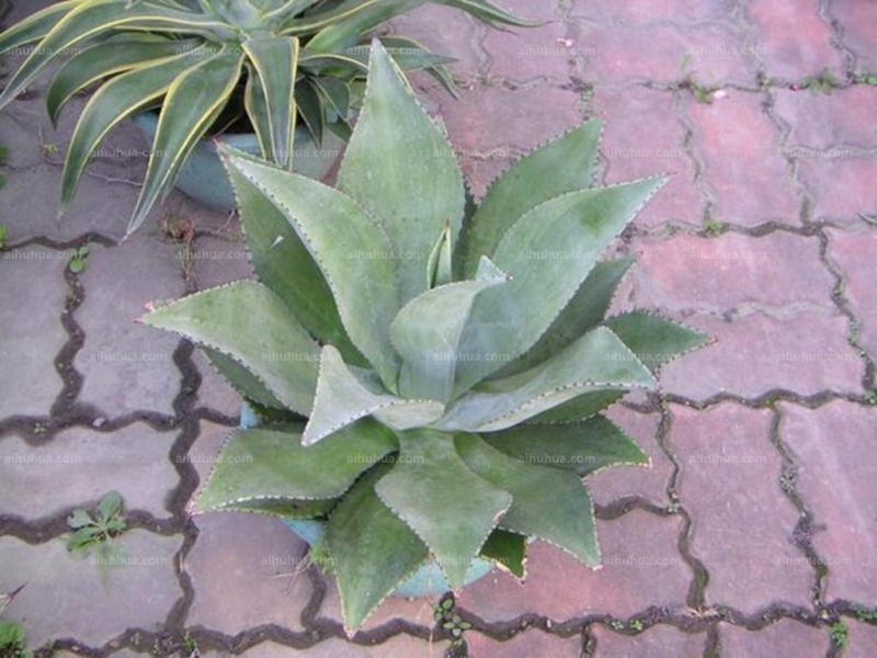 点击大图看下一张：皇冠龙舌兰图片