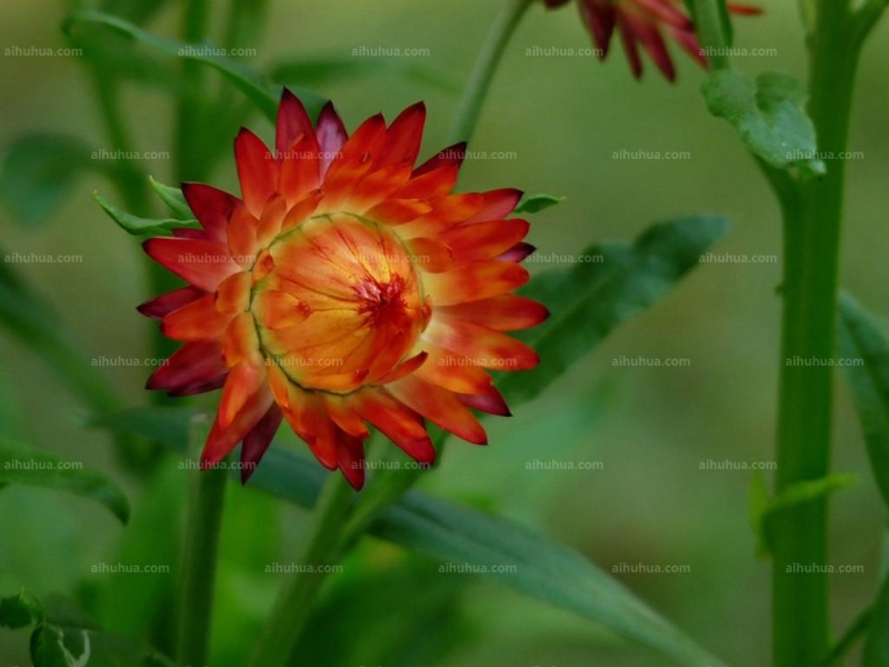 点击大图看下一张：麦杆菊图片