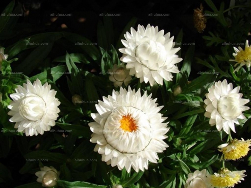 点击大图看下一张：麦杆菊图片