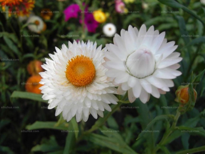 点击大图看下一张：麦杆菊图片