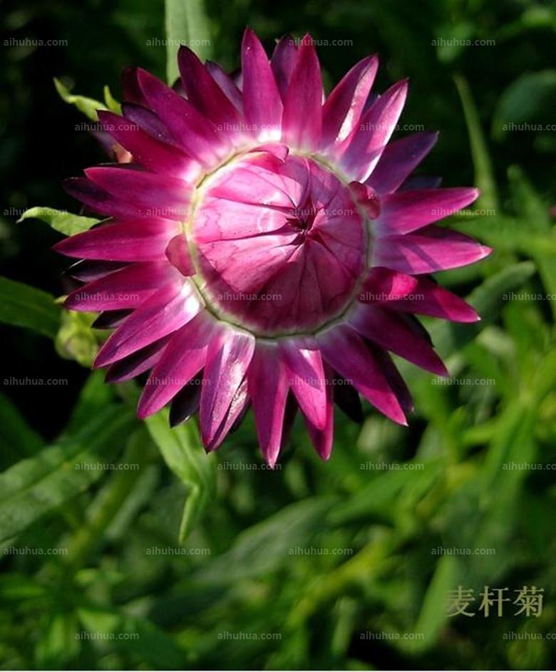 点击大图看下一张：麦杆菊图片