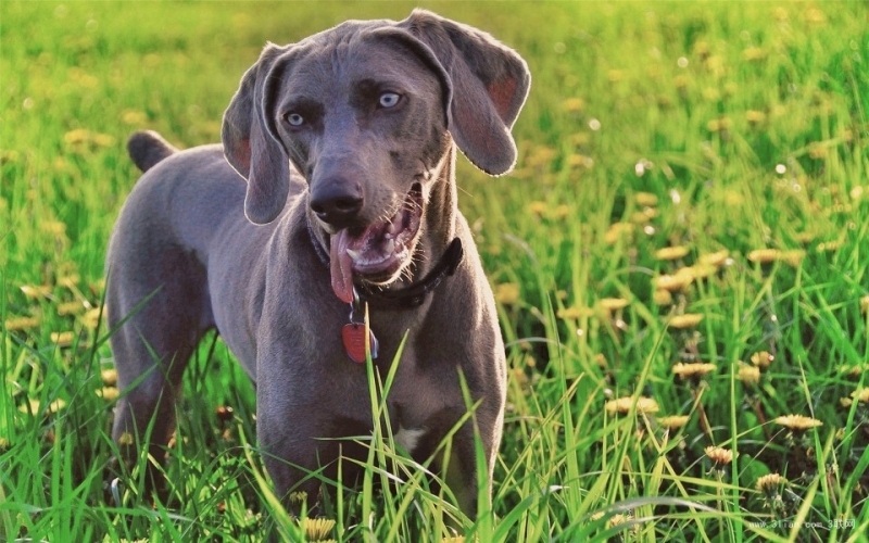 点击大图看下一张:可爱灰色威玛猎犬图片