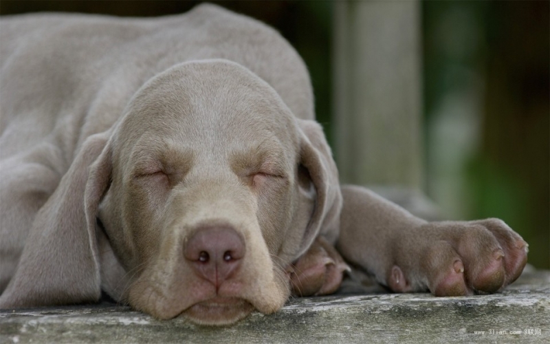 点击大图看下一张：可爱灰色威玛猎犬图片