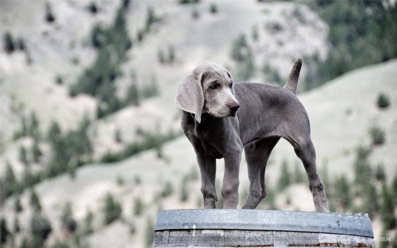 点击大图看下一张：可爱灰色威玛猎犬图片