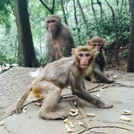 点击大图看下一张：黔灵山上的猴子图片