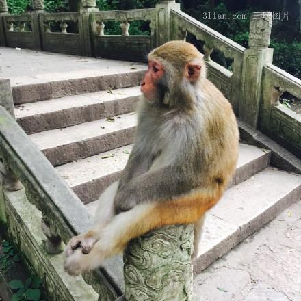 点击大图看下一张：黔灵山上的猴子图片