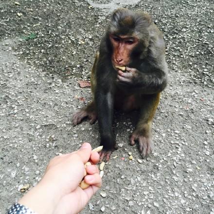 点击大图看下一张：黔灵山上的猴子图片