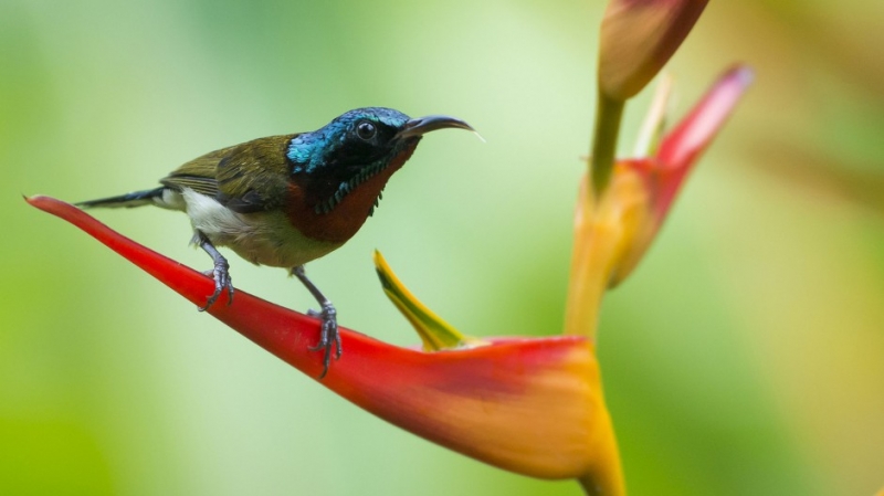 点击大图看下一张：最小型鸟类蓝喉太阳鸟图片