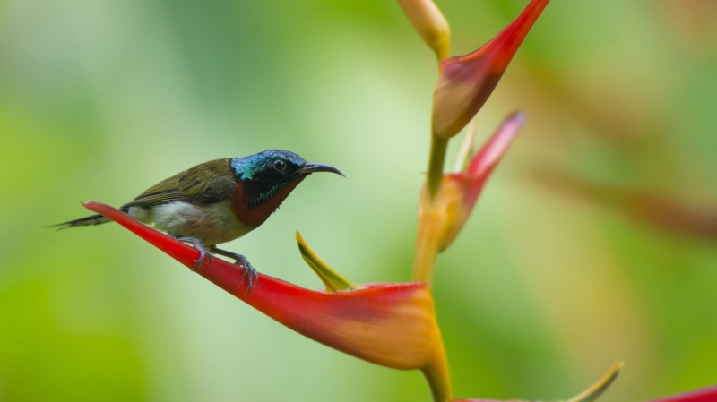 点击大图看下一张：最小型鸟类蓝喉太阳鸟图片