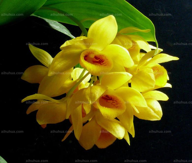 点击大图看下一张：具槽石斛图片