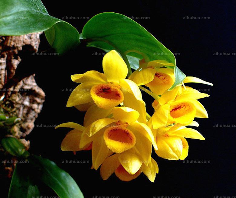 点击大图看下一张：具槽石斛图片