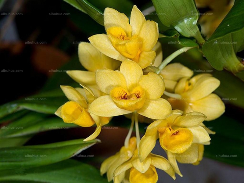 点击大图看下一张：具槽石斛图片