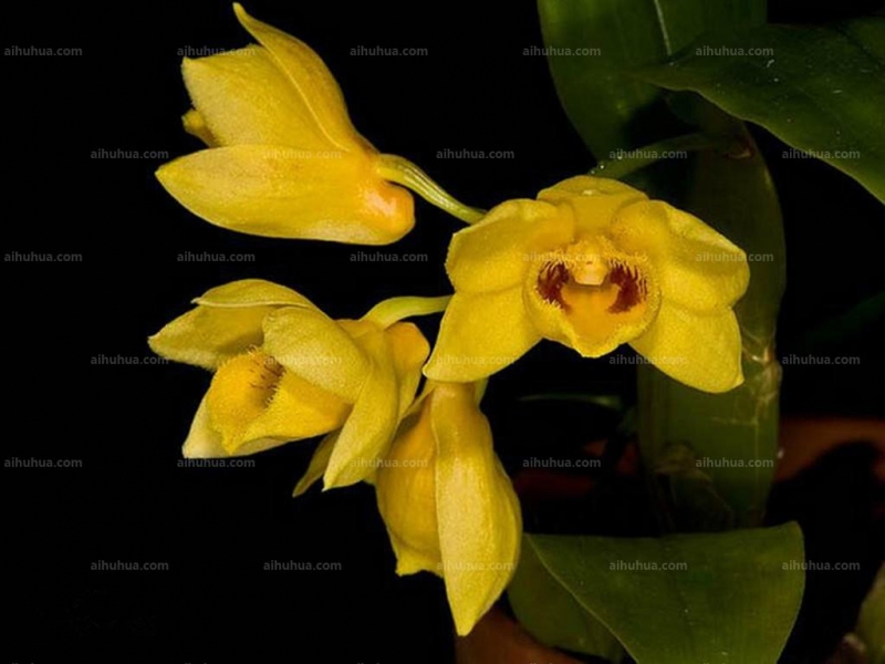 点击大图看下一张：具槽石斛图片